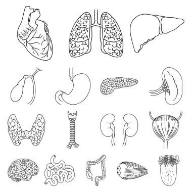 İnsan organlarını set koleksiyonu tasarım için simgeleri anahat. Sembol stok web illüstrasyon vektör anatomi ve iç organlar.