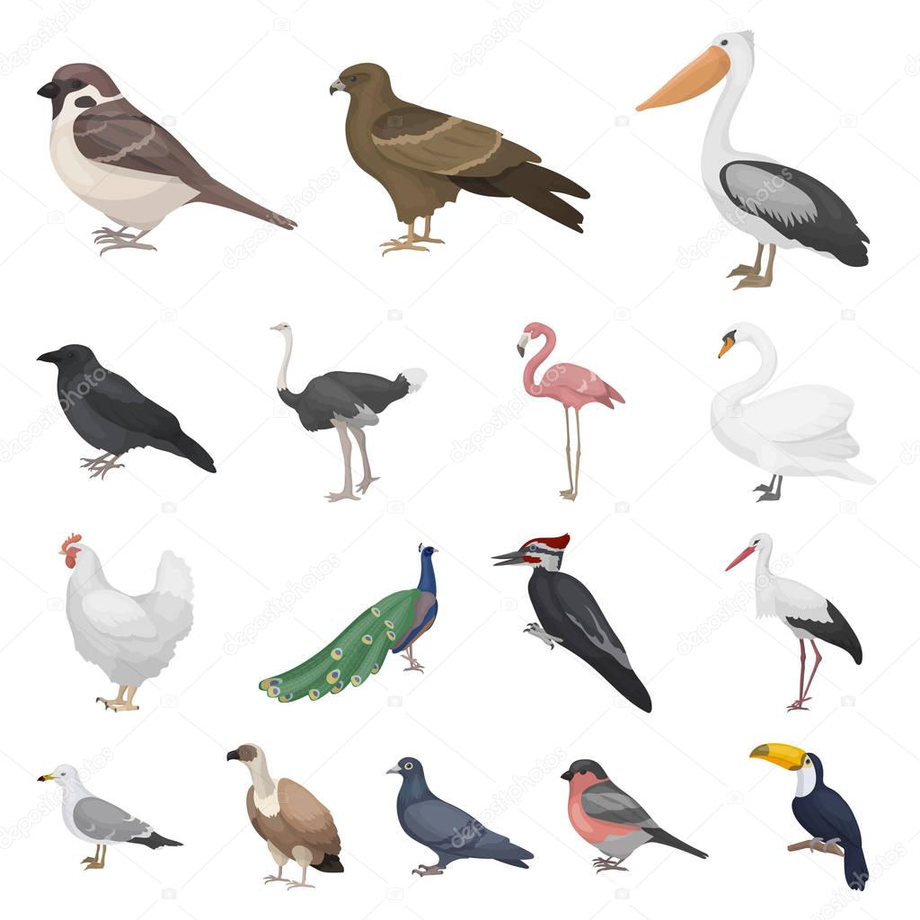 Types of birds cartoon icons in set collection for design. Home and wild bird vector symbol stock web illustration.