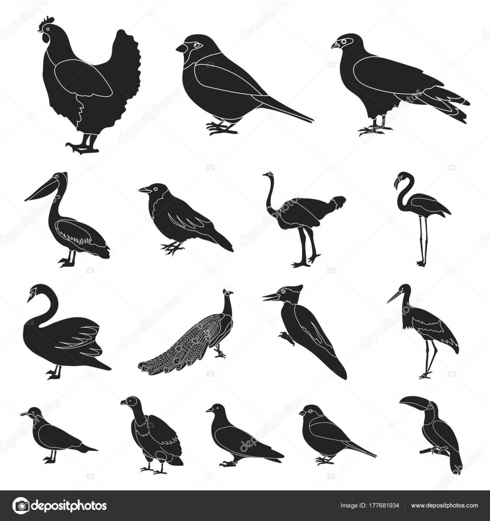 Types Doiseaux Noirs Des Icônes Dans La Collection De Jeu