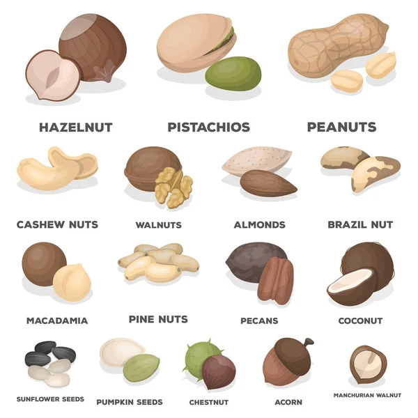 Diferentes tipos de nueces iconos de dibujos animados en la colección de conjuntos para design.Nut Alimento vector símbolo stock web ilustración . — Archivo Imágenes Vectoriales