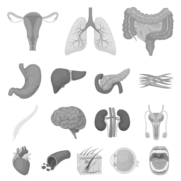 Внутренние органы человеческих монохромных икон в наборе коллекции для оформления. Анатомия и медицина векторные символы веб-иллюстрации . — стоковый вектор