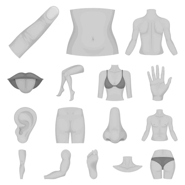 Parte del cuerpo, miembros iconos monocromáticos en la colección de conjuntos para el diseño. Anatomía humana vector símbolo stock web ilustración . — Archivo Imágenes Vectoriales