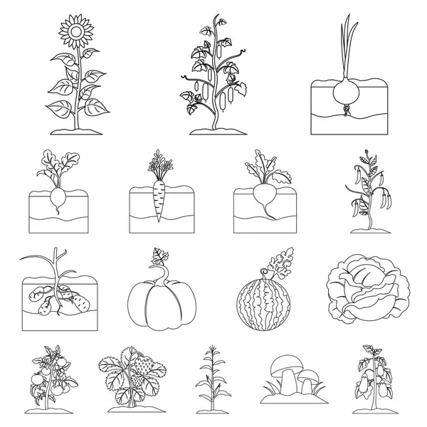 Иконки очертаний растений, овощей в наборе коллекции для дизайна. Интернет-иллюстрация векторных символов сада и урожая . — стоковый вектор