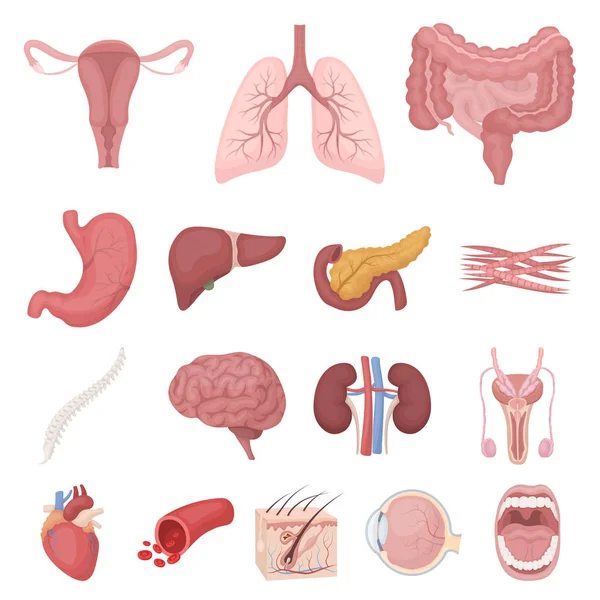 Órgãos internos de ícones de desenhos animados humanos em coleção de jogo de desenho. Anatomia e medicina vetor símbolo web ilustração . — Vetor de Stock