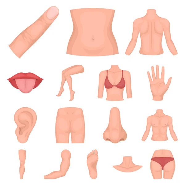 Parte del cuerpo, iconos de dibujos animados extremidades en la colección de conjuntos para el diseño. Anatomía humana vector símbolo stock web ilustración . — Vector de stock