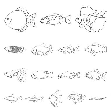 Farklı türde balık set koleksiyonu tasarım için simgeleri anahat. Deniz ve akvaryum balık sembol stok web illüstrasyon vektör.