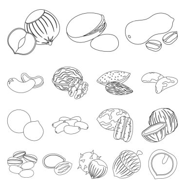 Fındık çeşitleri set koleksiyonu tasarım için simgeleri anahat. Fındık gıda vektör simge stok web çizim.