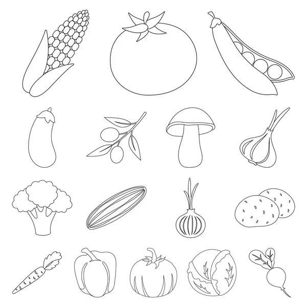 Different kinds of vegetables outline icons in set collection for design. Vegetables and vitamins vector symbol stock web illustration. — Stock Vector