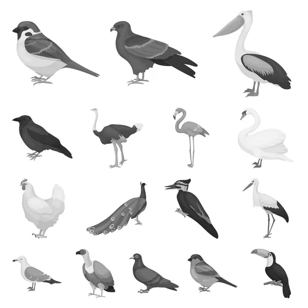 Druhy ptáků černobílých ikon v kolekce sady pro design. Domácí a volně žijících ptáků vektor symbol akcií web ilustrace. — Stockový vektor