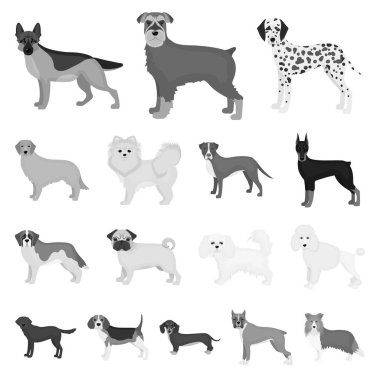 Köpek ırkları set koleksiyonu tasarım için tek renkli simgeler. Köpek evde beslenen hayvan vektör simge stok web çizim.
