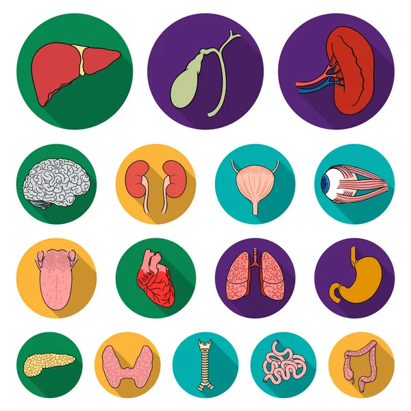 Icônes plates d'organes humains dans la collection de jeu pour la conception. Anatomie et organes internes symbole vectoriel stock web illustration . — Image vectorielle