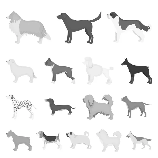 Hondenras zwart-wit pictogrammen in set collectie voor design. Hond huisdier symbool voorraad web vectorillustratie. — Stockvector