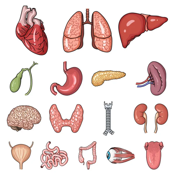 Iconos de dibujos animados de órganos humanos en colección de conjuntos para el diseño. Anatomía y órganos internos vector símbolo stock web ilustración . — Archivo Imágenes Vectoriales