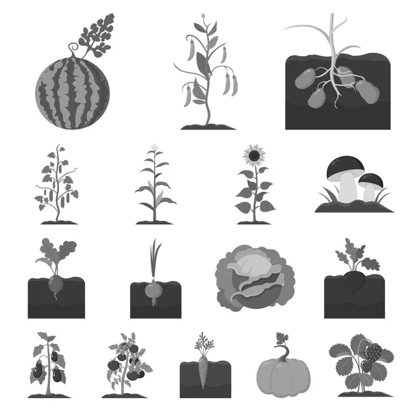 Plant, vegetable monochrome icons in set collection for design. Garden and harvest vector symbol stock web illustration. — Stock Vector