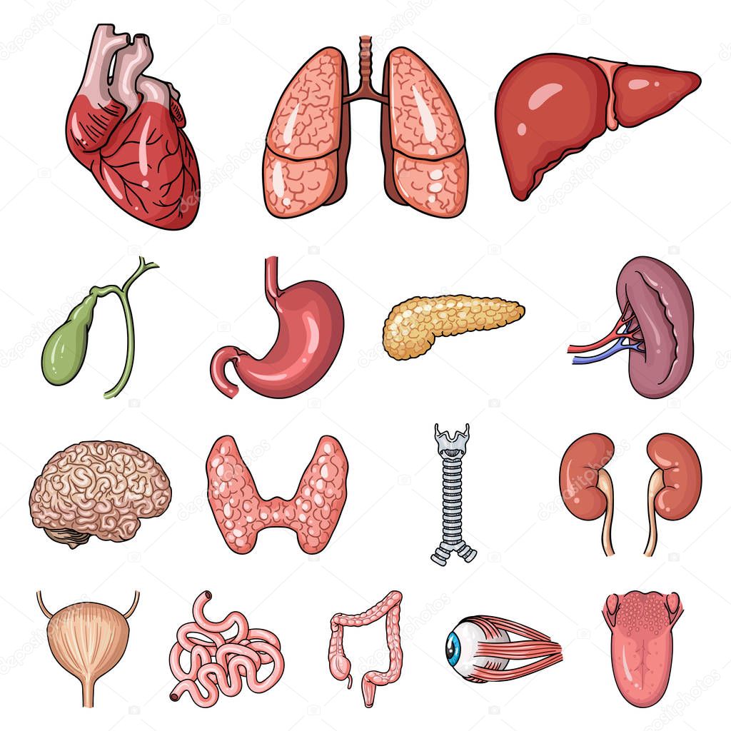 Human organs cartoon icons in set collection for design. Anatomy and internal organs vector symbol stock web illustration.