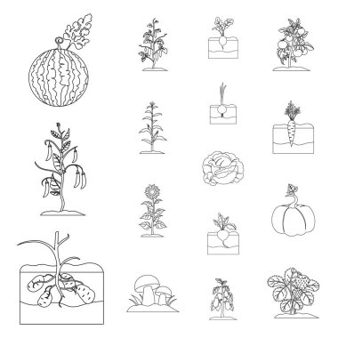 Bitki, bitkisel set koleksiyonu tasarım için simgeleri anahat. Bahçe ve hasat sembol stok web illüstrasyon vektör.