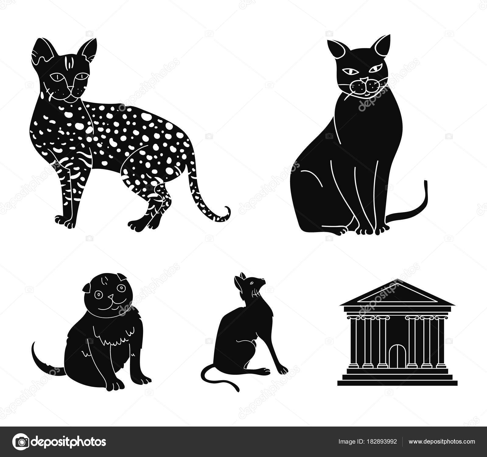 Siamese E Altre Specie Razze Del Gatto Impostata Icone Dell