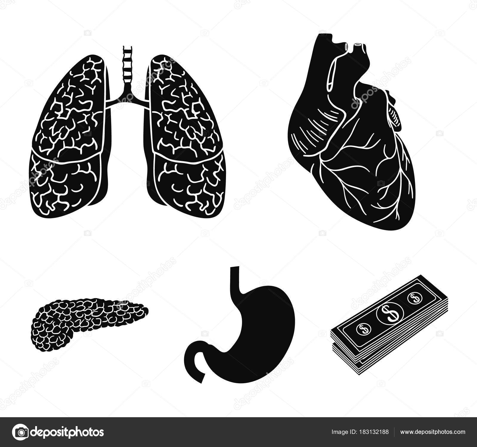 心臓 肺 胃 膵臓 人間の臓器はブラック スタイル ベクトル シンボル ストック イラスト Web でコレクションのアイコンを設定します ストックベクター C Pandavector