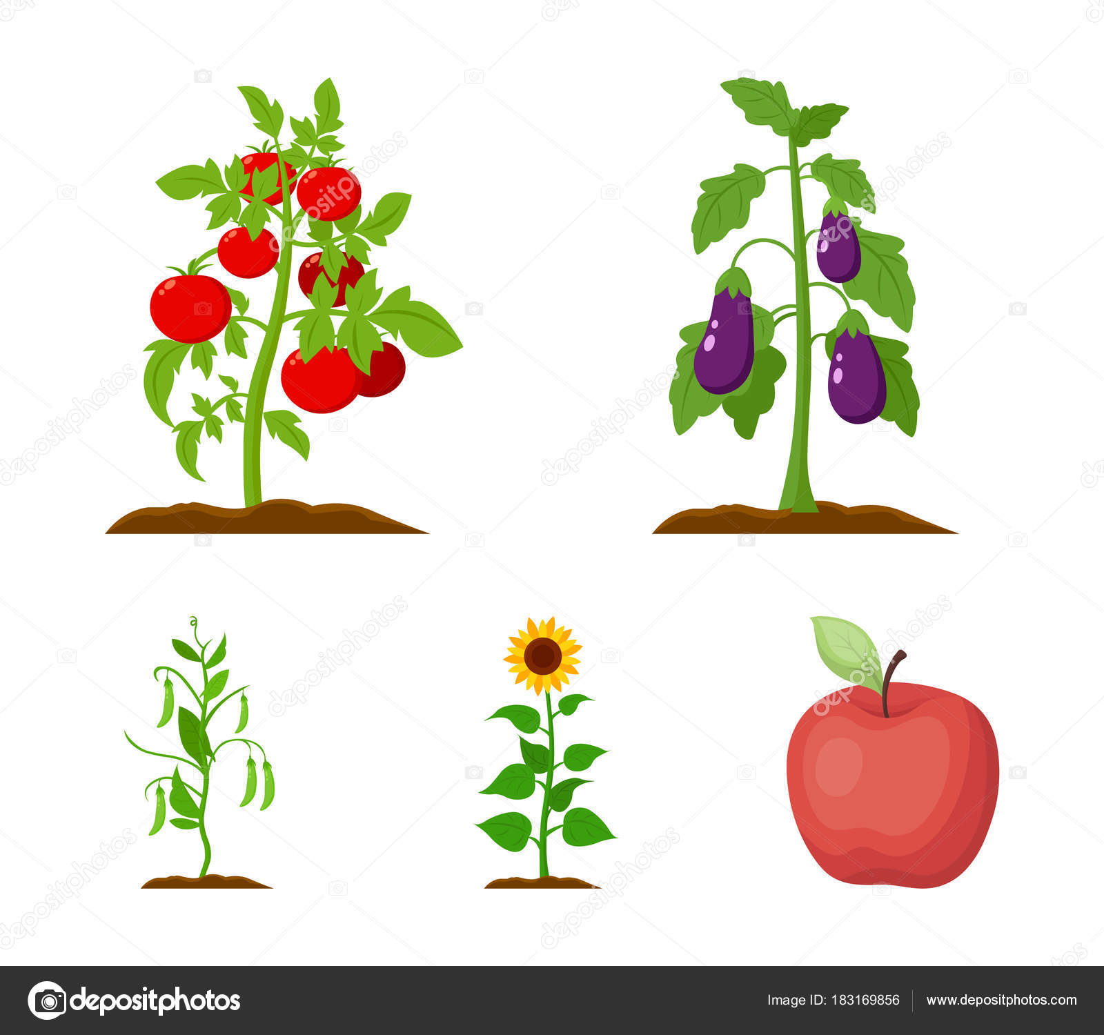 Eggplant, tomato, sunflower and set collection icons in cartoon style vector symbol stock illustration web. Stock Vector Image by ©PandaVector #183169856 Eggplant, tomato, sunflower and set collection icons in cartoon style vector symbol stock illustration web. Stock Vector Image by ©PandaVector #183169856