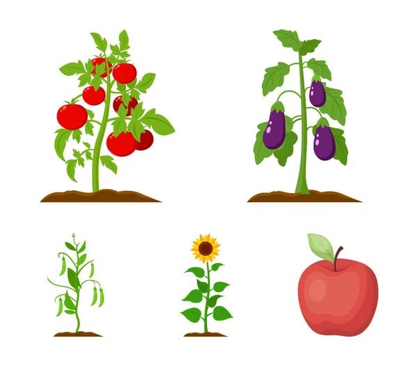 Berinjela, tomate, girassol e ervilhas. Conjunto de plantas ícones de coleção em desenho animado estilo vetor símbolo estoque ilustração web . — Vetor de Stock