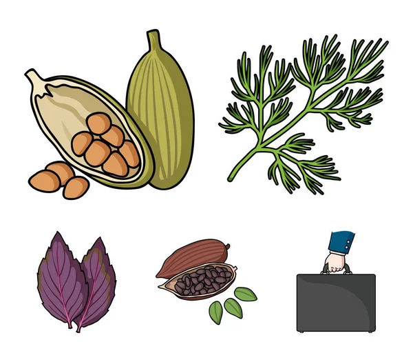 Dill, biji kakao, basil.Herbs dan rempah-rempah set ikon koleksi dalam gaya kartun vektor simbol saham gambar web . - Stok Vektor