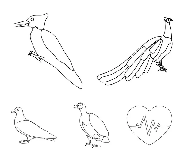 Pavo real, pájaros carpinteros y varias especies. Birds set collection icons in outline style vector symbol stock illustration web . — Vector de stock