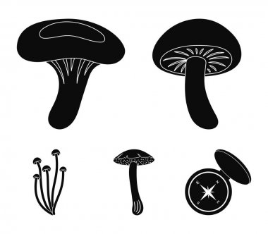 Shiitake, kahverengi kap çörek, enokitake, süt. toplama simgeler siyah stil vektör simge stok çizim web ayarla.