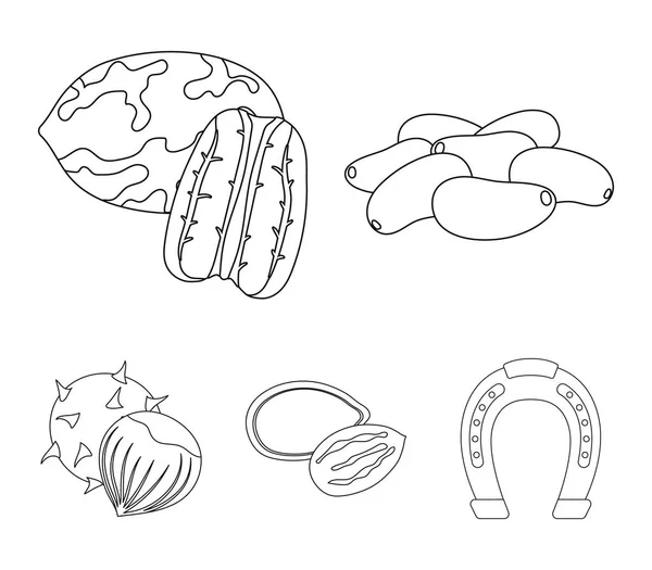 Pecan, porca de pinheiro, sementes de abóbora, castanha.Diferentes tipos de nozes conjunto ícones de coleção no esboço estilo vetor símbolo estoque ilustração web . —  Vetores de Stock