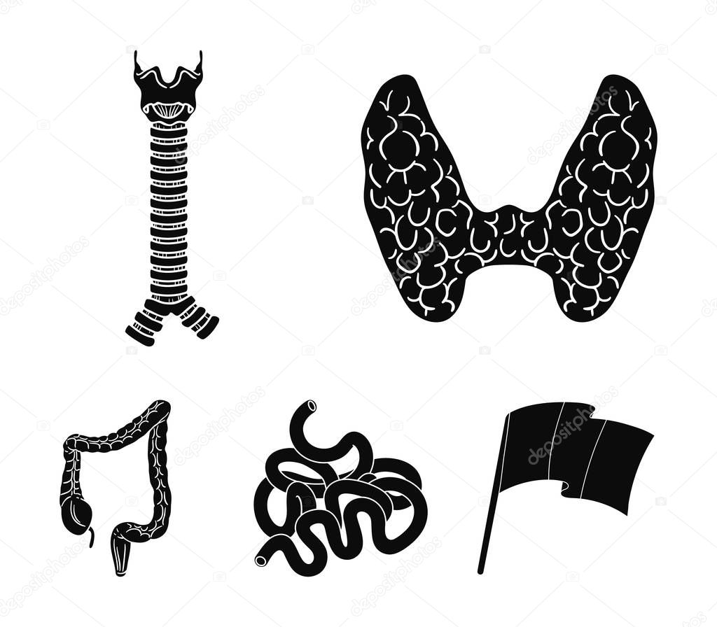 Thyroid gland, spine, small intestine, large intestine. Human organs set collection icons in black style vector symbol stock illustration web.