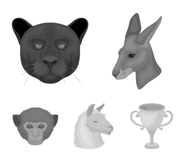 Kängurur, lamadjur, apa, panther, realistiska djur som samling ikoner i svartvit stil vektor symbol stock illustration web. — Stock vektor