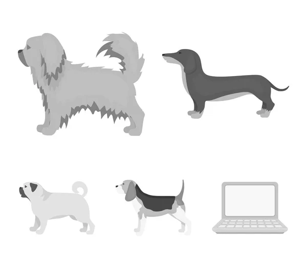 Pikinise, Jamnik, mops, peggy. Rasy psów zestaw kolekcji ikon w www ilustracji symbol wektor styl monochromatyczny. — Wektor stockowy