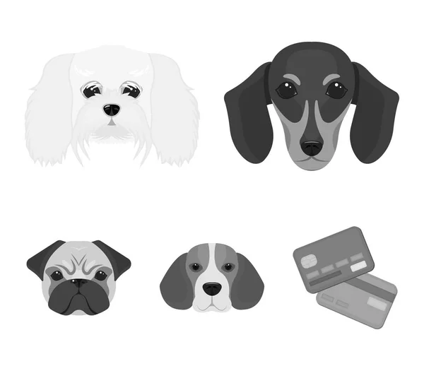 Muso di diverse razze di cani.Cane razza di bassotto, cagnolino, beagle, pug set raccolta icone in stile monocromatico vettore simbolo stock illustrazione web . — Vettoriale Stock