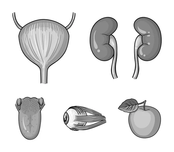 Rim, bexiga, globo ocular, língua. Órgãos humanos conjunto coleção ícones em estilo monocromático símbolo vetorial estoque ilustração web . — Vetor de Stock