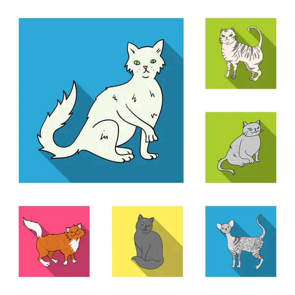 Ras kotów płaski ikony w kolekcja zestaw do projektowania. Kota wektorowego symbol zasobów sieci web. — Wektor stockowy