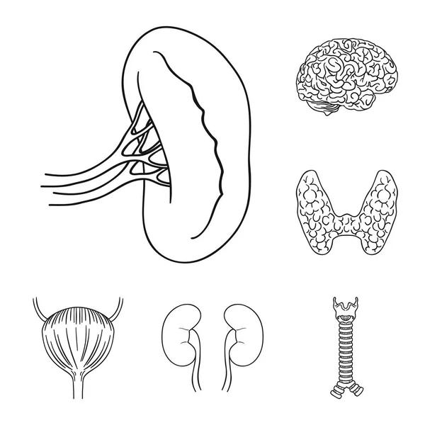 Organi umani delineano icone nella collezione set per il design. Anatomia e organi interni simbolo vettoriale stock web illustrazione . — Vettoriale Stock