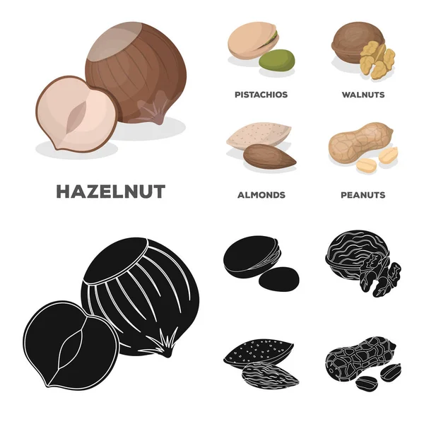 Hazelnut, pistachios, walnut, almonds.Different kind of nuts set collection icons in cartoon, black style vector symbol stock illustration web . - Stok Vektor