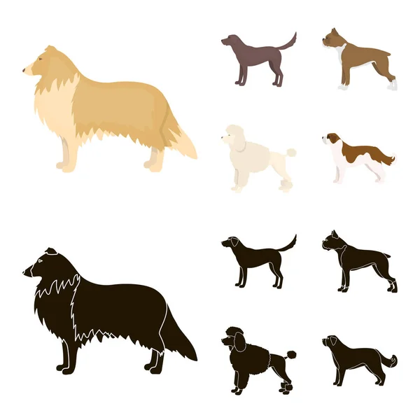Collie, labrador, boxeador, caniche. Perro razas conjunto colección iconos en dibujos animados, negro estilo vector símbolo stock ilustración web . — Vector de stock