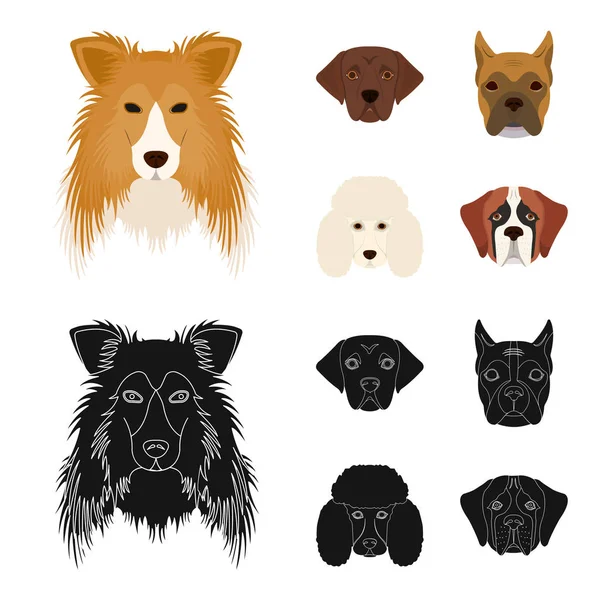 Bozal de diferentes razas de perros. Collie raza perro, lobladore, caniche, boxeador conjunto colección iconos en dibujos animados, negro estilo vector símbolo stock ilustración web . — Vector de stock