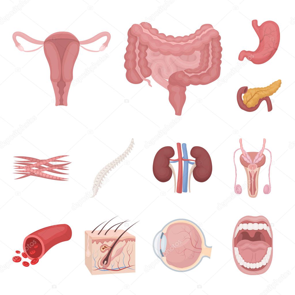 Internal organs of a human cartoon icons in set collection for design. Anatomy and medicine vector symbol stock web illustration.