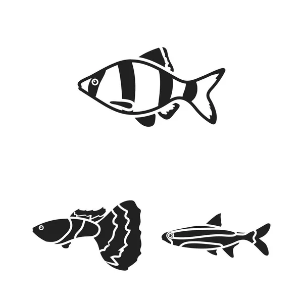 Diferentes tipos de ícones pretos de peixe na coleção de conjuntos para design. Marinho e aquário peixe símbolo vetor web ilustração . — Vetor de Stock