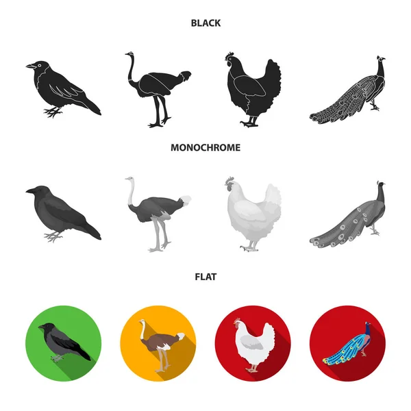 Crow, ostrich, chicken, peacock. Birds set collection icons in black, flat, monochrome style vector symbol stock illustration web. — Stock Vector