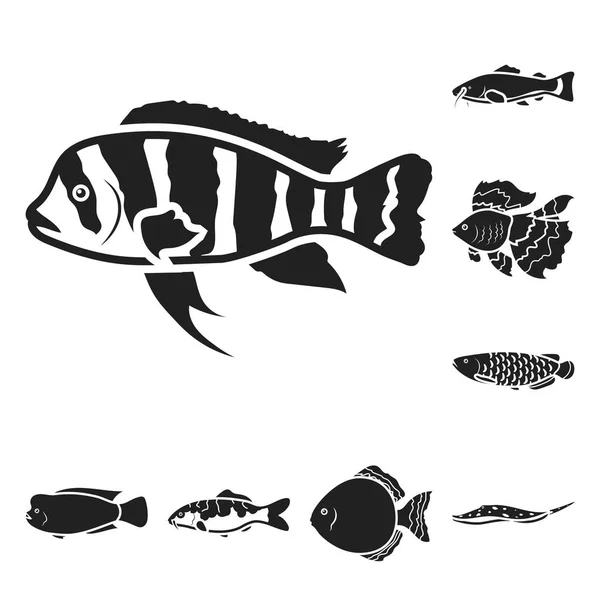 Diferentes tipos de peces iconos negros en la colección de conjuntos para el diseño. Marino y acuario peces vector símbolo stock web ilustración . — Archivo Imágenes Vectoriales