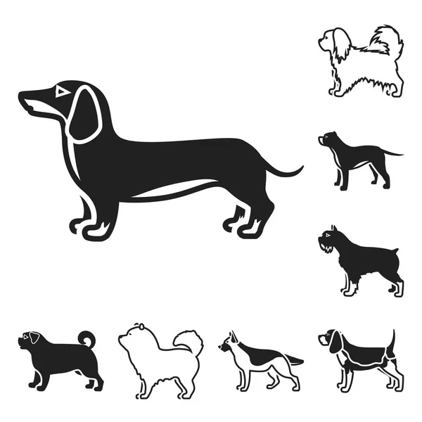 Cão raças ícones pretos na coleção de conjuntos para design.Dog animal de estimação símbolo vetorial ilustração web stock . — Vetor de Stock