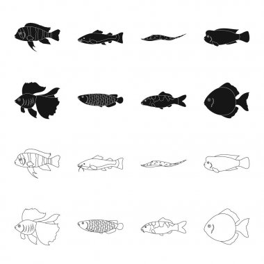 Discus, altın, sazan, koi, scleropages, fotmosus. Balık toplama simgeler siyah, anahat stili vektör simge stok çizim web içinde ayarla..