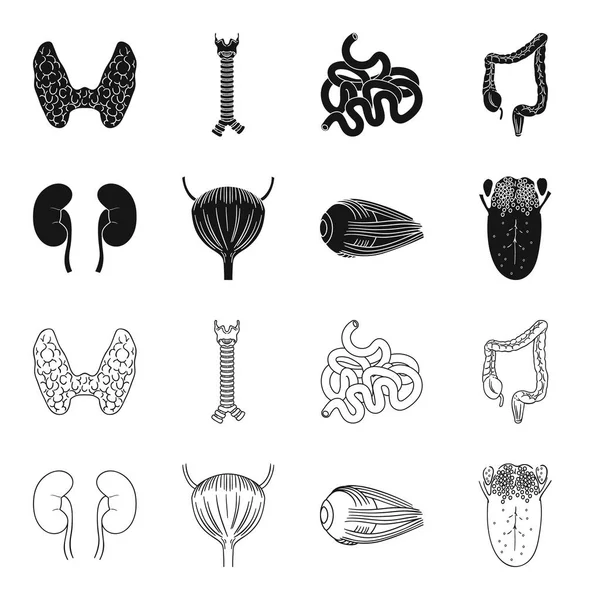 Riñón, vejiga, globo ocular, lengua. Los órganos humanos establecen iconos de colección en negro, contorno estilo vector símbolo stock ilustración web . — Vector de stock