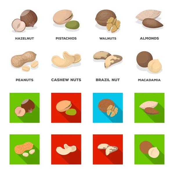 Amendoim, castanha de caju, castanha do brasil, macadamia.Different tipos de nozes conjunto coleção ícones em desenhos animados, estilo plano símbolo vetorial estoque ilustração web . — Vetor de Stock