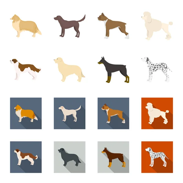 St. Bernard, retriever, doberman, labrador. Hundraser som samling ikoner i tecknad, platt stil vektor symbol stock illustration web. — Stock vektor