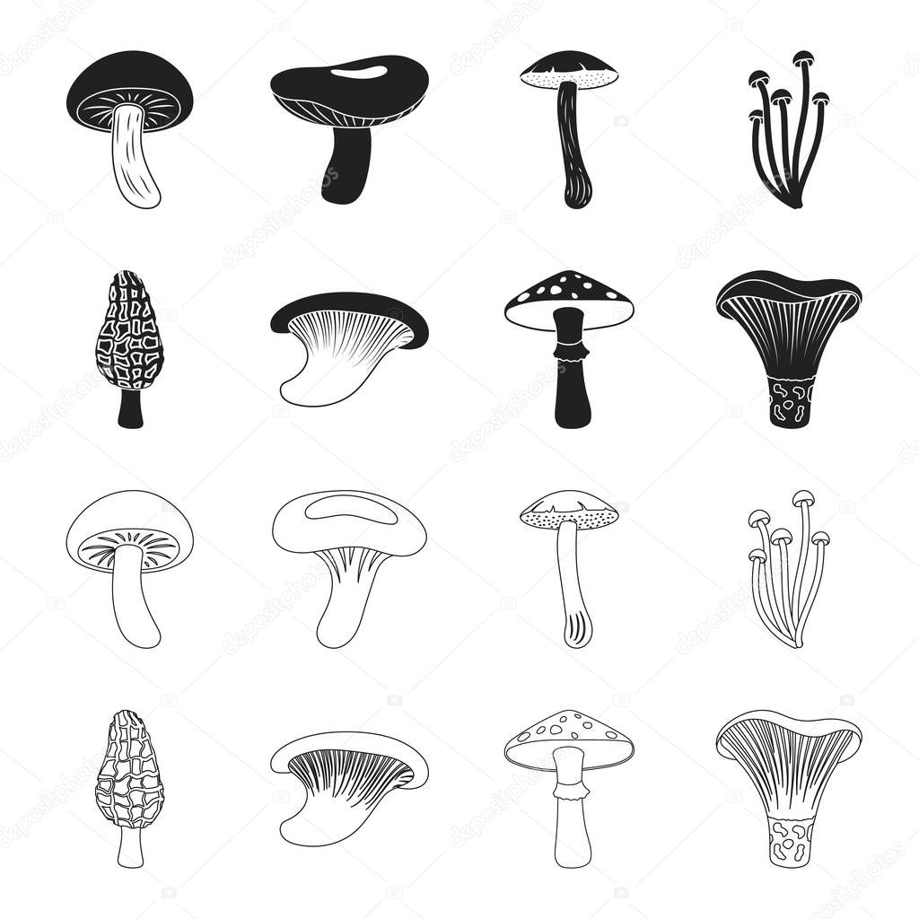 Morel, oyster, green amanita, actarius indigo.Mushroom set collection icons in black,outline style vector symbol stock illustration .