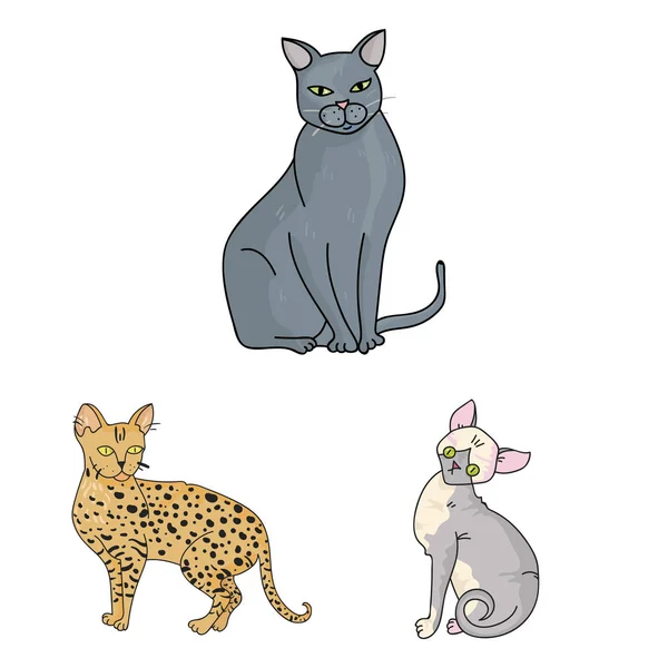 Razas de gatos iconos de dibujos animados en la colección de conjuntos para el diseño. Mascota gato vector símbolo stock web ilustración . — Vector de stock