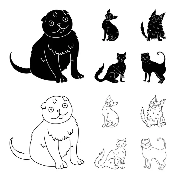 ターキッシュ アンゴラ、長髪のイギリスおよび他の種。猫の品種は黒、アウトライン スタイルのベクトル シンボル ストック イラスト web でコレクションのアイコンを設定します。. — ストックベクタ